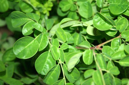 Malunggay-green-leaves1